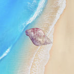 Conch Shell Barrettes Acrylic Side Clip Mini Clip