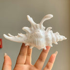 Conch Grip Holiday Beach Style Shark Clip