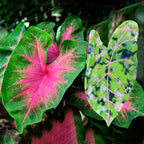 Leaves Barrettes Acetate Updo Large Size Shark Clip