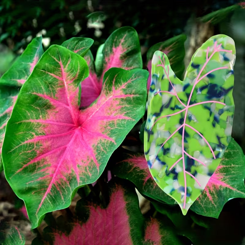Leaves Barrettes Acetate Updo Large Size Shark Clip